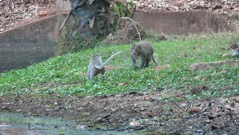 Weite-Aufnahme-Eines-Affen,-Der-Auf-Einen-Kleineren-Affen-Zugeht,-Der-Schnell-Auf-Grünem-Gras-Aus-Dem-Weg-Geht