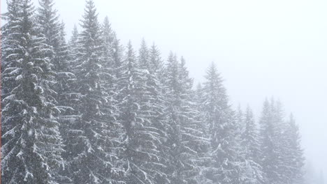 Coniferous-tree-tops-during-snowfall.-Static,-slomo