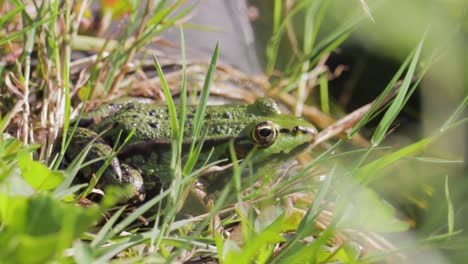 A-closeup-of-a-green-frog-at-the-lake