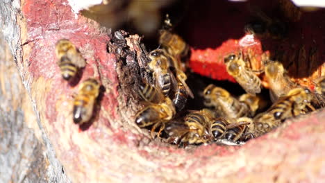 A-man-made-home-for-honey-bees