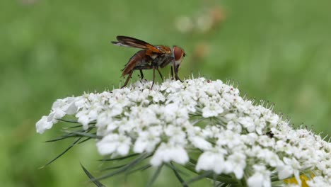 Orange-fly-resting-on-white-flower-in-nature-during-pollen-season