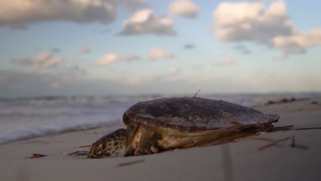 Dying-sea-turtle-with-its-head-getting-buried-in-the-sand