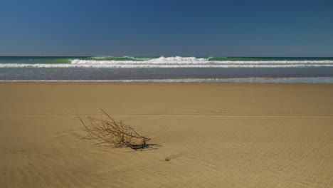 Single-dead-bush-lying-on-secluded-beach,-waves-crashing-onto-shoreline-on-sunny-day