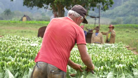 Old-Farmers-placing-harvested-tobacco