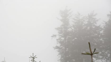 large-spruce-trees-moving-slowly-in-foggy-weather