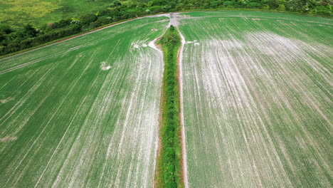 Aerial-shot-of-a-planted-field-with-hedge-in-the-middle,-on-bright-day