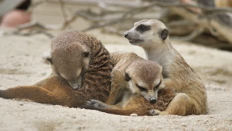 Group-of-meerkat-young-babies-playing-in-the-sun-and-having-fun,static