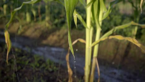 Sprinkler-irrigation-system-watering-Corn-plants-crop,-farmland-closeup