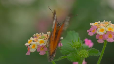 Animal-Mariposa-Monarca-Descansando-Sobre-Una-Flor-Colorida,-Moviendo-Alas-Y-Volando,-Cerca
