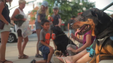 Rottweiler-Hund,-Der-Leute-Während-Des-Gemeinschaftsereignisses-Beobachtet