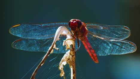 A-beautiful-red-dragonfly-perched-on-a-dried-stem-filled-with-cobwebs---Close-up