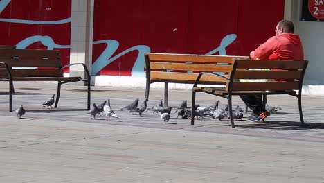 Man-sitting-on-town-wooden-bench-feeding-flock-of-pigeons-during-covid-corona-virus-lock-down