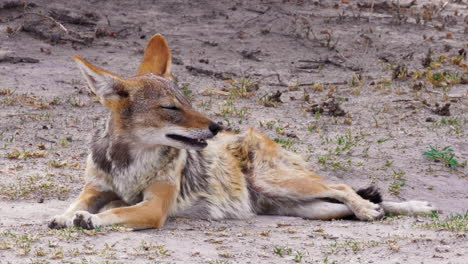 Black-backed-Jackal-Resting-On-The-Ground-And-Breathing-Heavily-In-The-Kalahari-Desert-In-Africa