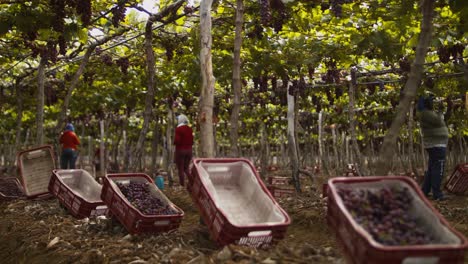 Wide-shot-of-vineyard-laborers-harvesting-grapes-from-rows-of-vines