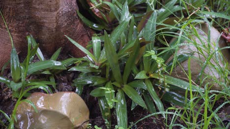 Nasse-Lila-Austernpflanzen-Bei-Regenwetter-Auf-Dem-Waldboden-Der-Tropischen-Insel