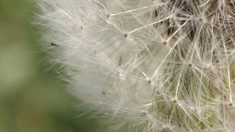 Tiny-insects-feasting-on-a-dandelion-flower-macro-closeup