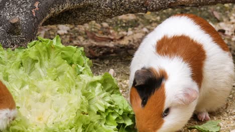 Close-up-shot-of-guinea-pig-eating-fresh-salad-outdoors-in-nature