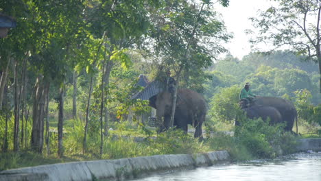 Two-Mahouts-Ride-Domesticated-Elephants-Around-River,-Slow-Motion