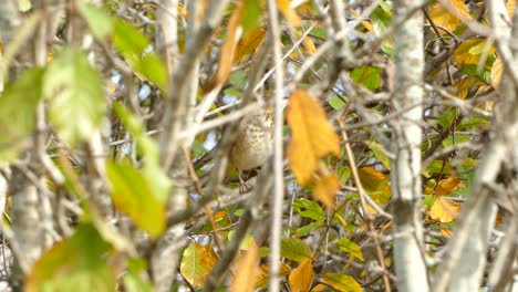 Brauner-Herbstvogel,-Der-Sich-Aufgrund-Saisonaler-Veränderungen-Hinter-Gelben-Blättern-Versteckt