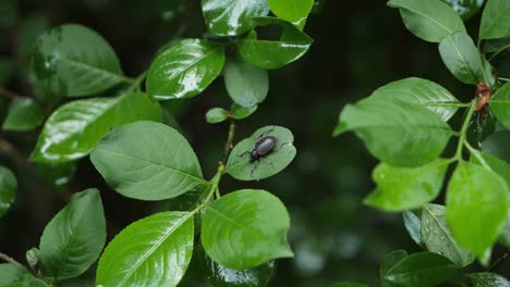Big-black-bug-sitting-on-a-green-leaf