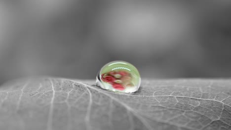 Extreme-macro-colorful-water-drop-on-black-and-white-leaf-environment