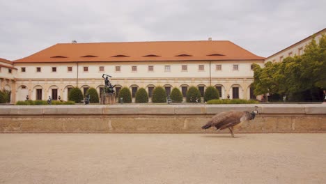 Peahen-walking-past-Wallenstein-Palace-gardens-in-Prague,-slow-motion