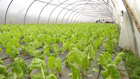 Eco-fiendly,-organic-and-sustainable-green-lettuce-plantation,-inside-a-pesticide-free-greenhouse