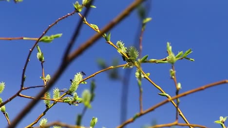 Weidenbusch-Im-Frühjahr-Voller-Hummeln-Und-Mücken