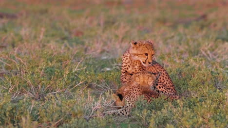Erstaunliche-Aufnahme-Von-Gepardenmutter-Und-Zwei-Jungen,-Die-Sich-In-Der-Dämmerung-In-Kalahari-Pflegen