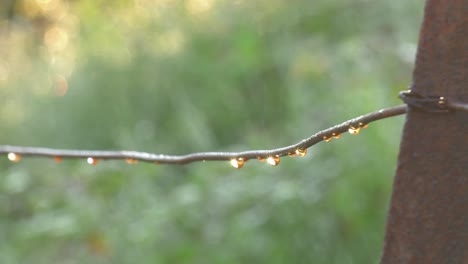 Morning-Sunlight-on-dew-drops-hanging-from-fence-wire