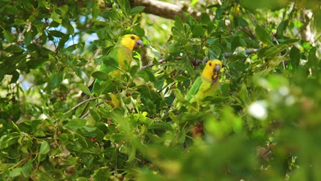 A-pair-of-beautiful-Brown-Throated-Parakeets-perched-on-a-tree,-feeding---close-up