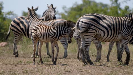 Zeitlupe-Eines-Jungen-Zebras-Mit-Ihrer-Familie-Auf-Der-Weide-Der-Afrikanischen-Savanne