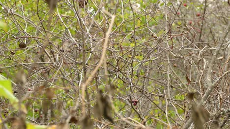 Thrush-bird-trying-to-hid-in-leaf-less-vegetation-in-fall-with-seasonal-fruits