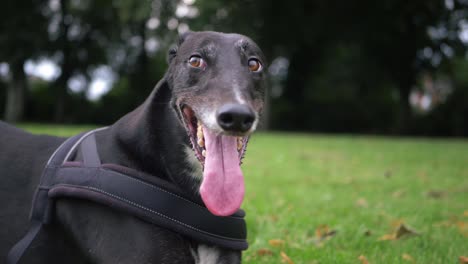Greyhound-dog-portrait-looks-into-camera
