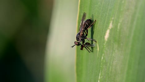 Close-up-shot-of-a-robber-fly-feeding-from-a-prey-perched-on-a-corn-leaf-moved-by-the-wind