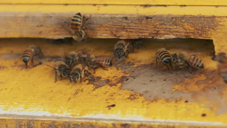 Close-up-of-bees-in-bee-box