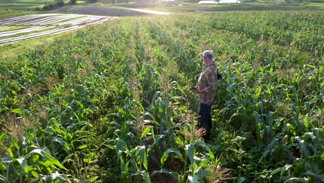 Luftaufnahme-Eines-Landwirts,-Der-Bei-Sonnenuntergang-Maispflanzen-Mit-Einem-Tablet-Computer-Auf-Dem-Feld-Inspiziert