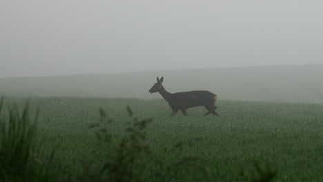 deer-walking-across-a-field-in-the-heavy-thick-fog