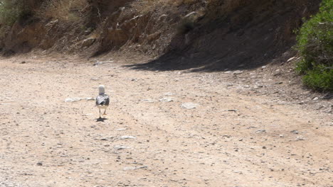 Wounded-seagull-running-on-dirt-road-Slow-motion