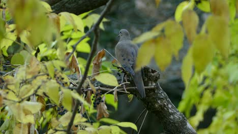 Clear-shot-through-surrounding-fall-leaves-of-beautiful-mourning-dove-specimen