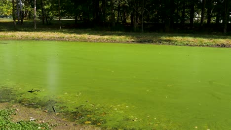 Algae-bloom-on-a-small-pond,-tilt-up