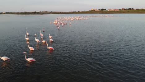 Herde-Schöner-Rosafarbener-Flamingos,-Die-Auf-Dem-Ruhigen-Wasser-Im-Vendicari-Reservat,-Sizilien,-Italien,-Waten