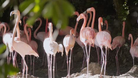 Incredible-shot-of-flamingos-caught-walking