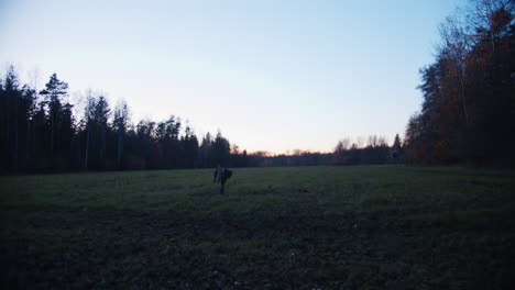 Dog-fetches-a-ball-on-a-field-at-sunset