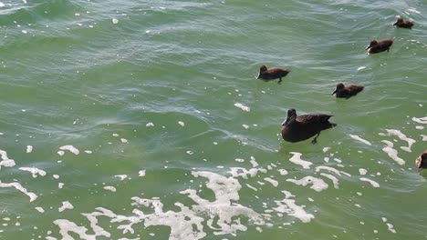 Fünf-Kleine-Enten,-Die-Ihrer-Mutter-Folgen,-Die-Im-Frühling-Auf-Einem-See-Schwimmt