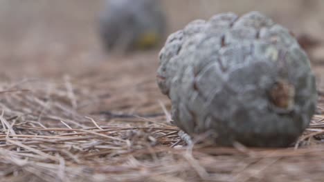 Close-up-on-pine-cone-laying-on-pine-needles,-focus-rack-to-background