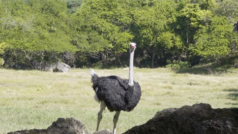 Close-up-to-an-ostrich,-in-its-natural-habitat,-a-space-full-of-vegetation-and-rocks