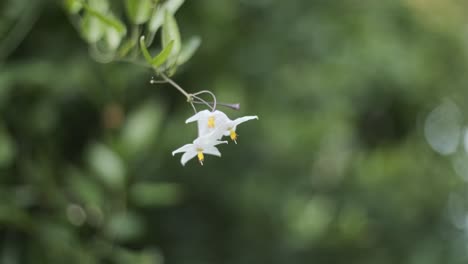 White-potato-vine-flower-in-shallow-focus-blowing-in-the-breeze-Solanum-laxum
