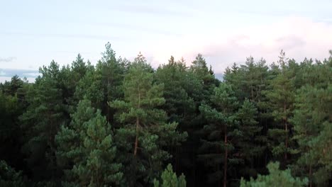 The-drone-is-landing-in-the-beautiful-conifer-forest-in-Lithuania
