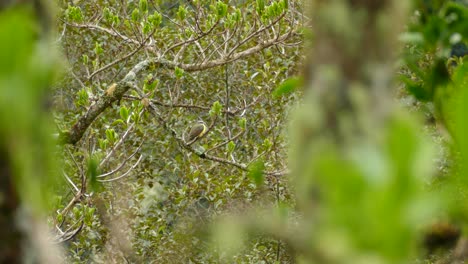 Schöner-Kleiner-Vogel,-Der-In-Einem-Baum-Sitzt-Und-Auf-Seine-Umgebung-Blickt